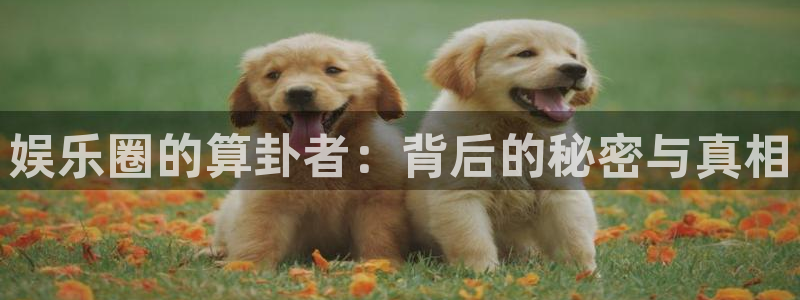 万向娱乐注册：娱乐圈的算卦者：背后的秘密与真相